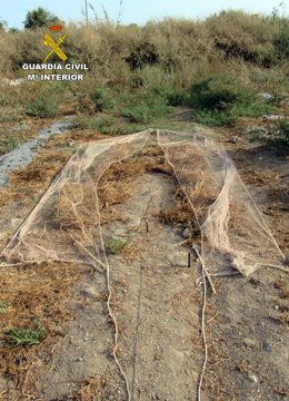 Imagen de uno de los sistemas usados para la captura de las aves