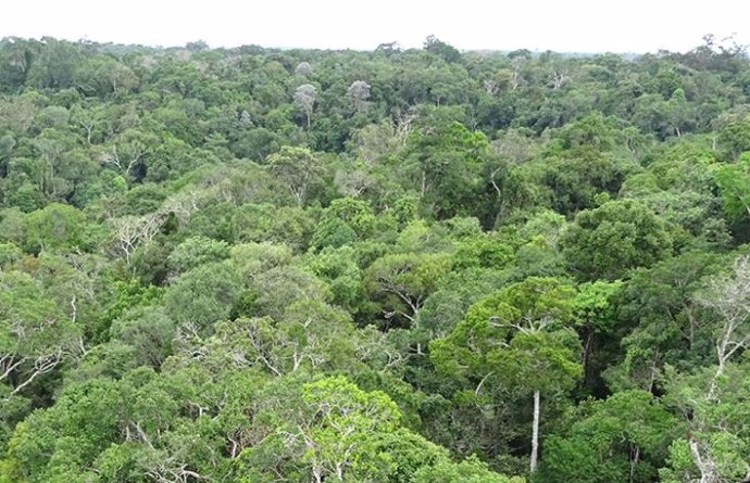 Gran parte de la selva amazónica en riesgo de convertirse en sabana