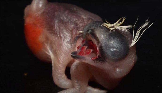 Crías de pájaro parásito se mimetizan con los polluelos de su anfitrión