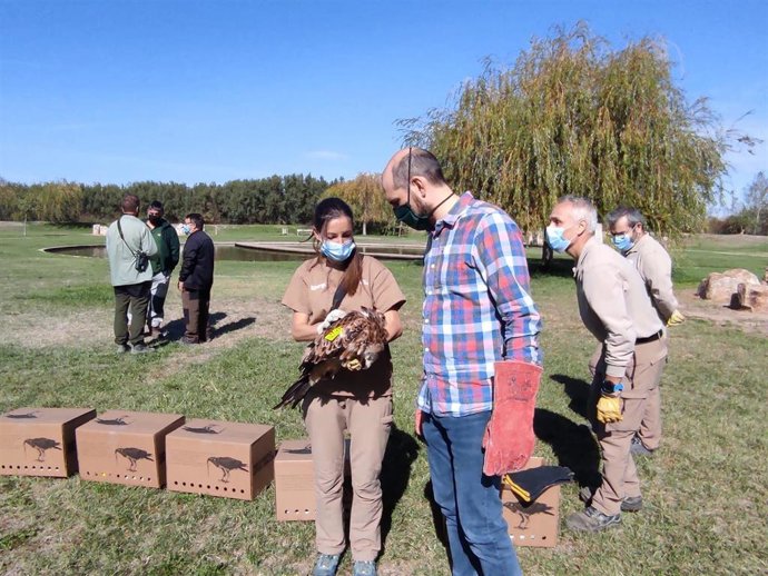 El Gobierno de Aragón refuerza las poblaciones de milano real con la liberación de 15 ejemplares en Sotos y Galachos del Ebro.