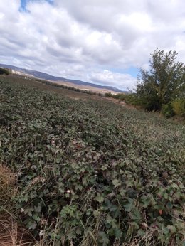 Plantación de algodón en la provincia de Jaén afectada por las plagas