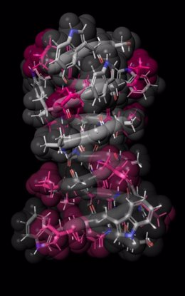 El color rosa resalta las ubicaciones de seis aminoácidos que fueron alterados en las versiones sintetizadas de la molécula de gramicidina A. Un equipo del Departamento de Ciencias Farmacéuticas de la Universidad de Tokio ha diseñado y analizado más de 