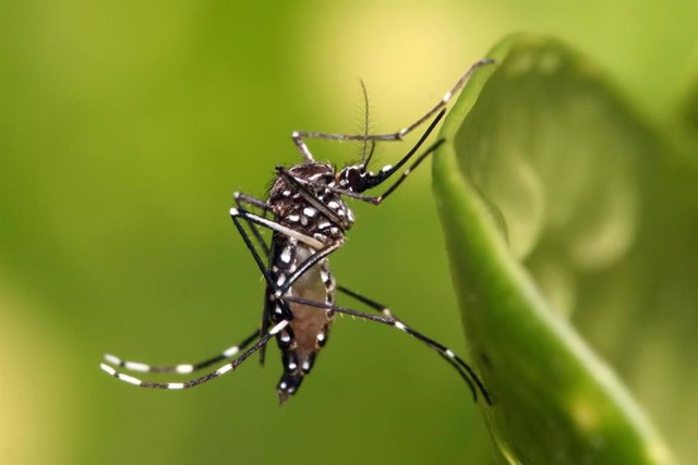 El mosquito Aedes aegypti transmite el virus Zika.