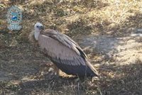La Policía Local de Málaga captura y recupera un ejemplar de buitre leonado
