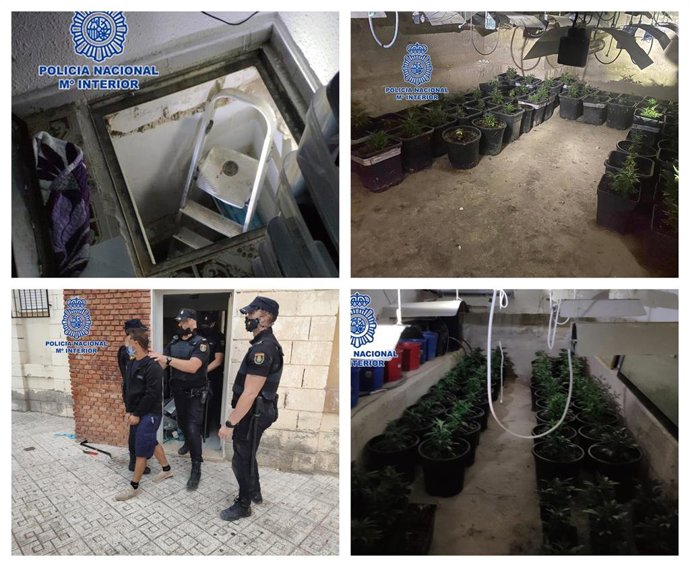 Imagen del detenido y del cultivo desarticulado por la Policía Nacional