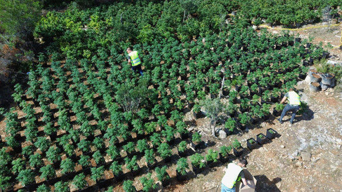 Pla general de la plantació de marihuana localitzada a Vandells i l'Hospitalet de l'Infant. Foto del 6 d'octubre del 2020 (Horitzontal).