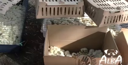 Piden ayuda para salvar  pollitos abandonados en aeropuerto de  Barajas tras rechazar un cliente su envío a África