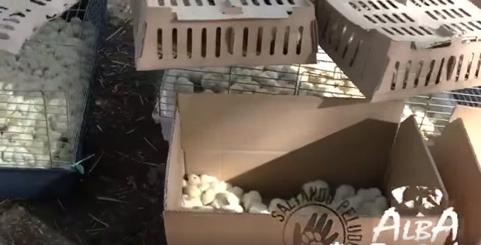 Piden ayuda para salvar 20.000 pollitos abandonados en el aeropuerto de Barajas porque un cliente rechazó el envío a África