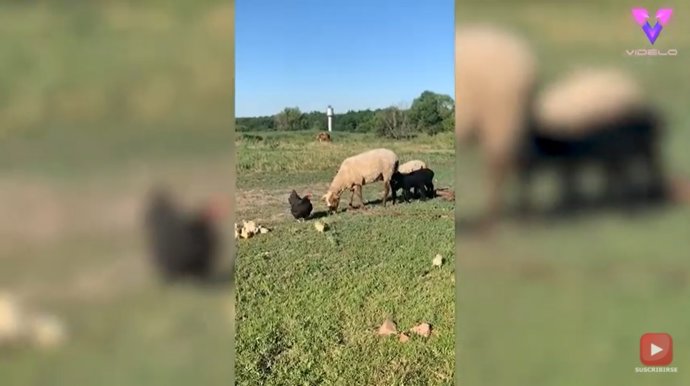Esta gallina se encara con una oveja para proteger a sus polluelos