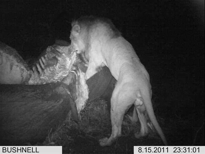 León comiendo elefante