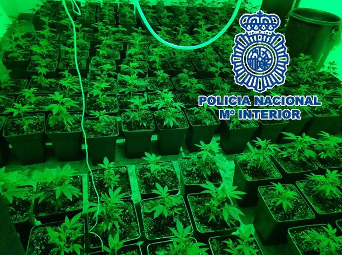 Plantas de marihuana en una vivienda