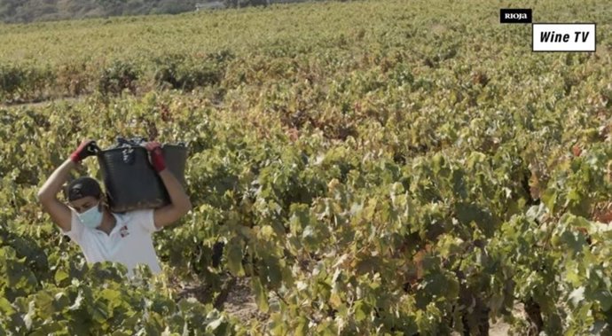 La Denominación de Origen Calificada Rioja aplica exhaustivos protocolos de segu