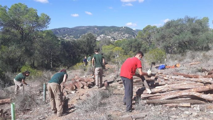 Trabajos en el bosque de Bellver.