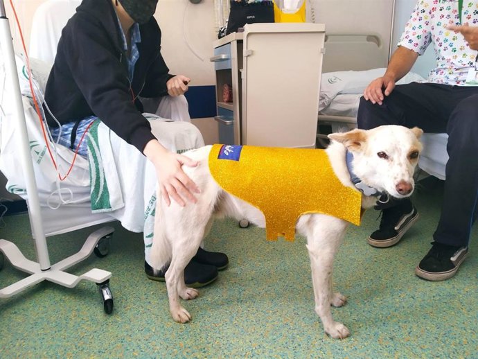 El perro Pecas, de la unidad de terapia canina integrada por perros adiestrados que realizan sesiones de rehabilitación a pacientes pediátricos oncológicos.