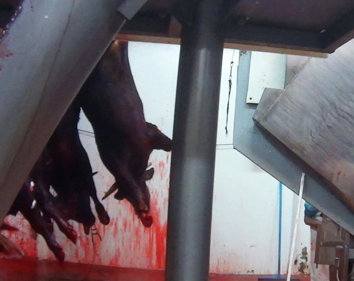 Cs pide instalar circuitos de televisión en todos los mataderos de C-LM para proteger a los animales