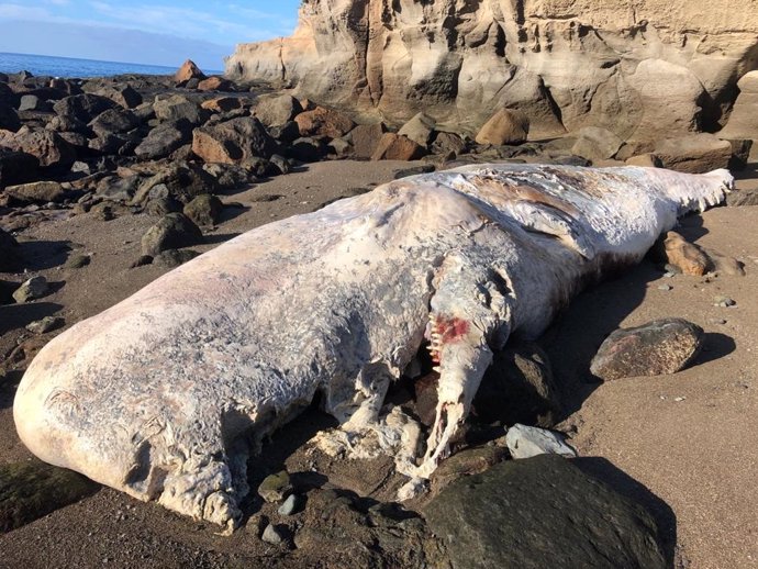 Retiran un cachalote muerto de más de 10 toneladas que varó en la playa Medio Almud en Mogán