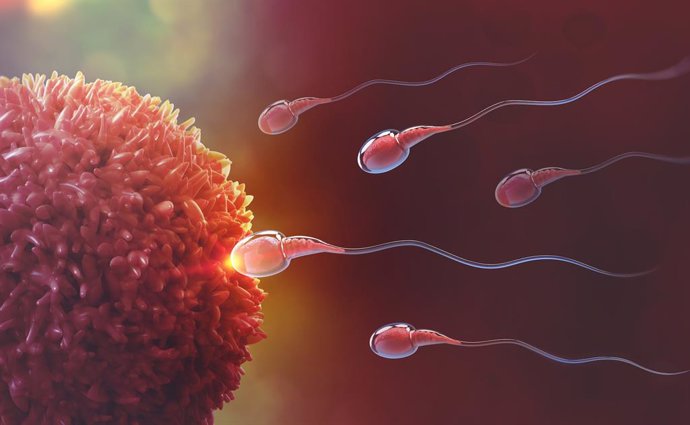Identifican un biomarcador de esperma asociado con la probabilidad de embarazo d