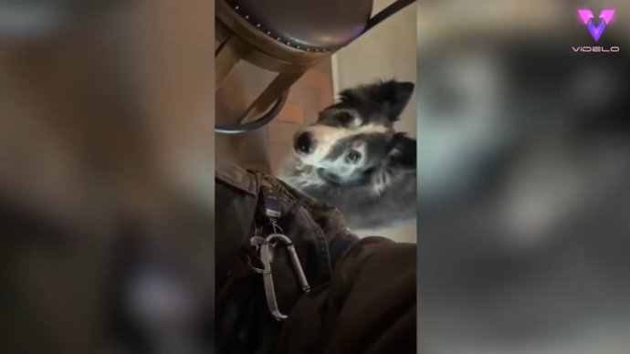 Este bar de Cambridge, en Idaho, recibe las propinas que Jack, un Border Collie de 14 años, recolecta
