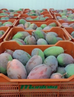 Málaga.- Mercadona prevé comprar más de 2.500 toneladas de mango a proveedores d