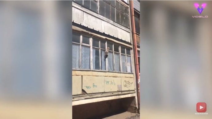 Este gato trepa por la fachada de un edificio para colarse por una ventana
