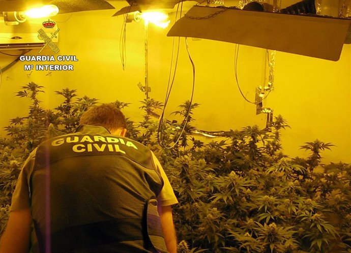 La Guardia Civil desmantela en Librilla (Murcia) un grupo criminal dedicado al cultivo ilícito de marihuana