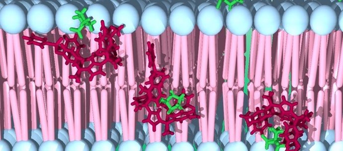 Cavitando sintético (en rojo) transporta aminoácidos (verdes) a través de la membrana lipídica en liposomas y células.