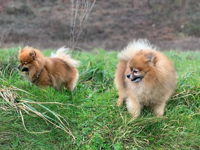 Perros de la raza Pomerania