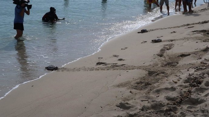 La primera liberación de tortugas marinas nacidas de una puesta registrada en Baleares.
