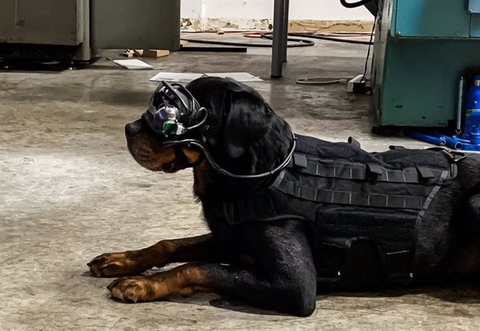 Perro militar con gafas de realidad aumentada