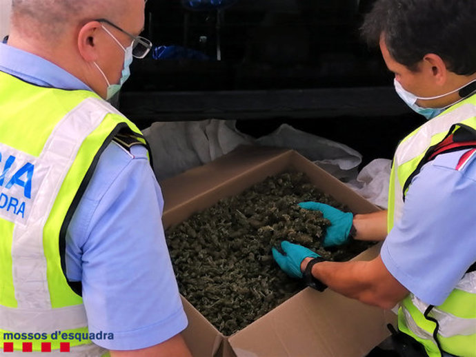 Pla mitj de dos agents obrint la caixa on els detinguts transportaven gairebé cinc quilos de marihuana. Imatge del 7 d'octubre del 2020 (horitzontal)