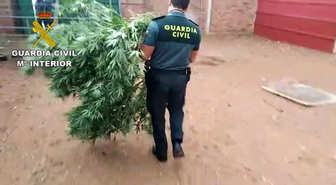 La Guardia Civil ha detenido a 18 personas en una operación contra el cultivo y venta de marihuana