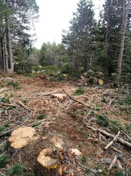 Pla obert on es veuen arbres talats en un bosc de Ger de Cerdanya. Imatge facilitada per l'Associació de Naturalistes de Girona el 8 d'octubre de 2020 (Vertical).