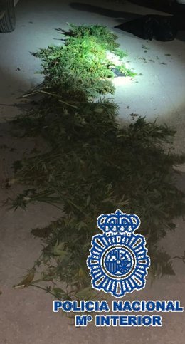 Imagen de cáñamo cortado