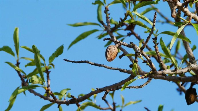 Almendro en Mallorca.
