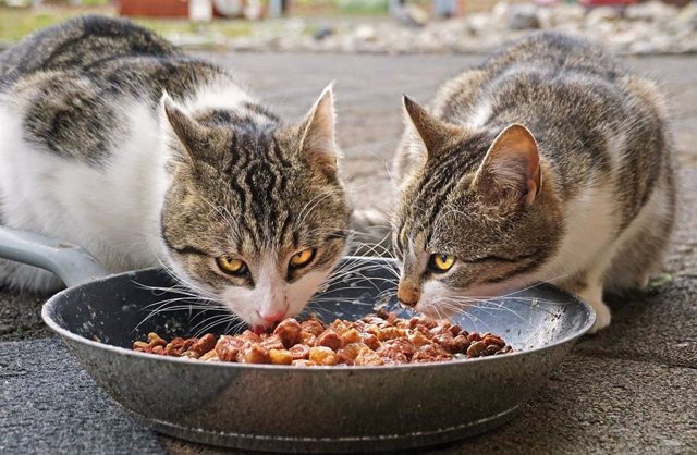 Un área que duplica el tamaño del Reino Unido se utiliza para producir alimentos secos para mascotas para gatos y perros cada año