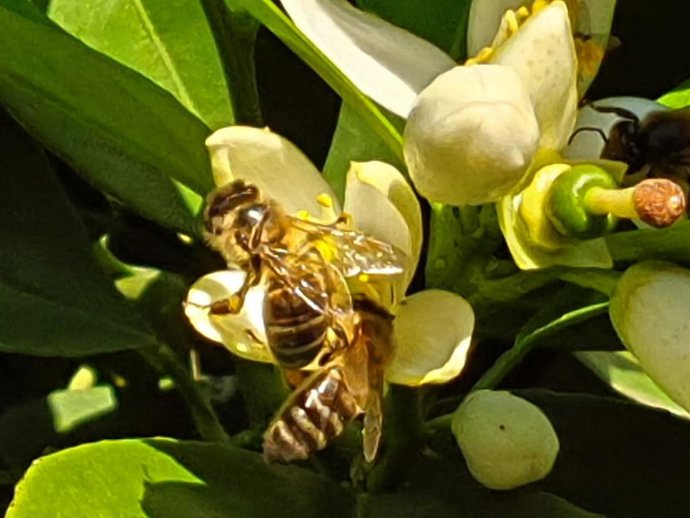 Unas abejas extraen polen de una flor