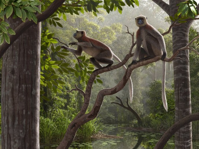 Excavados en China los fósiles de mono más antiguos fuera de África
