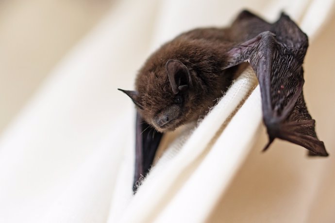 Descubiertos los primeros parientes del virus de la rubeola en murciélagos de Ug