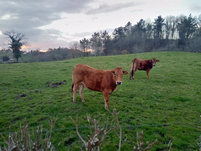 Vacas en pastos de Asturias.