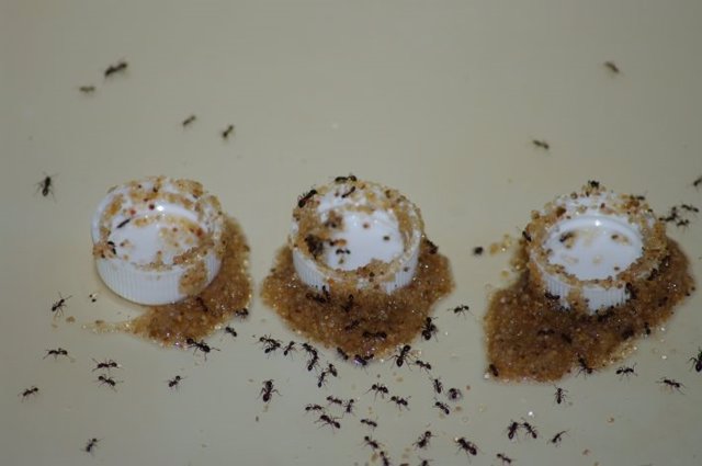 Ante el riesgo de ahogarse, las hormigas de fuego negras importadas utilizaron arena para extraer agua azucarada de los contenedores.