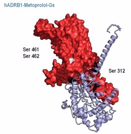 La figura muestra cómo la unión de metoprolol al receptor adrenérgico beta-1 (en rojo) produce un cambio de conformación único que expone sitios de fosforilación específicos (blanco), lo cual podría ser responsable de su efecto cardioprotector.