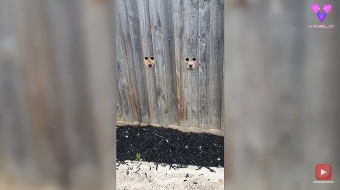 Hacen un par de agujeros en una valla para que sus perros puedan saludar a su dueña
