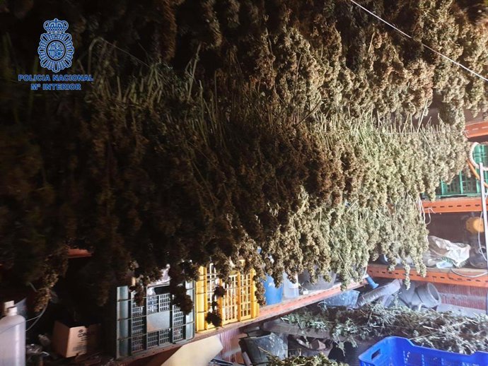 Marihuana incautada en Don Benito