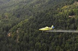 Agro.- El Govern volverá combatir la procesionaria de pino mediante tratamientos