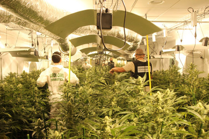 Pla mitj d'una de les plantacions de marihuana que van trobar els Gurdies Civils i els gendarmes aquest dijous 8 d'octubre de 2020. (Horitzontal)
