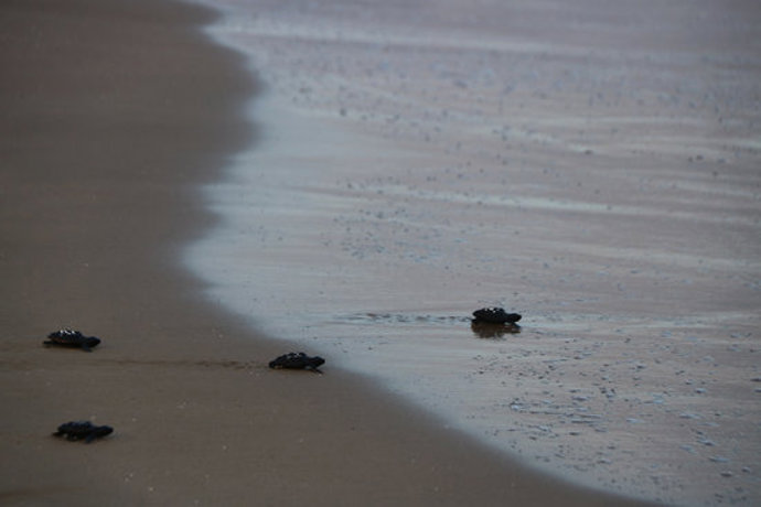 Pla obert de quatre cries de tortuga babaua dirigint-se cap a l'aigua del mar a la platja de la Pineda, a Vila-seca (Tarragons), el 9 d'octubre del 2020. (Horitzontal)
