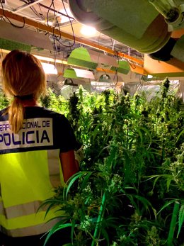 Nota De Prensa:"La Policía Nacional Desmantela Un Cultivo Indoor Con 1377 Plantas De Marihuana Y Detiene A Una Persona"