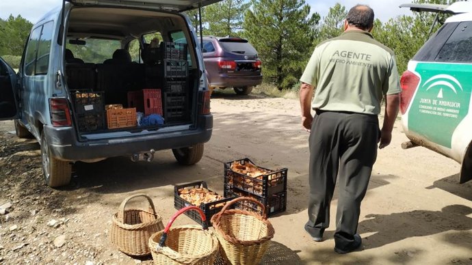 Almería.- Junta intervino más de 3.600 kilos de setas y hongos recogidos irregul
