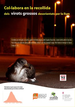 Cartel informativos en los que Medio Ambiente pide colaboración a la ciudadanía para recuperar polluelos de pardela cenicienta desorientados por la luz.