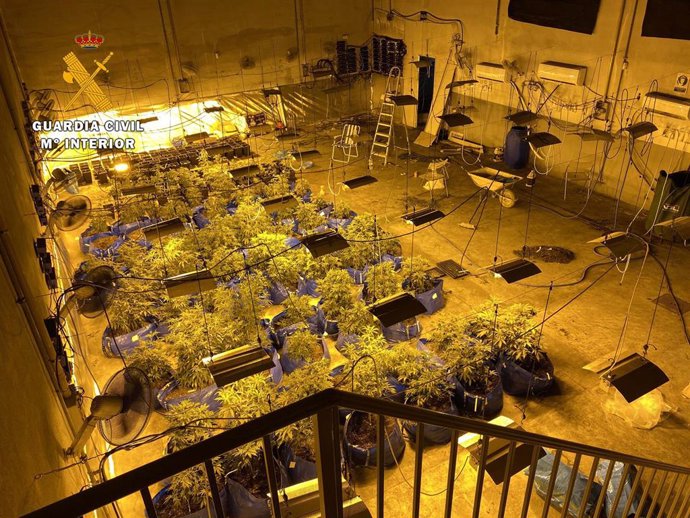 Plantación de marihuana desmantelada